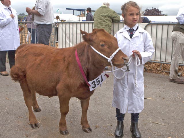 The junior showman competition