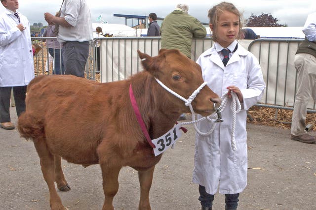 The junior showman competition
