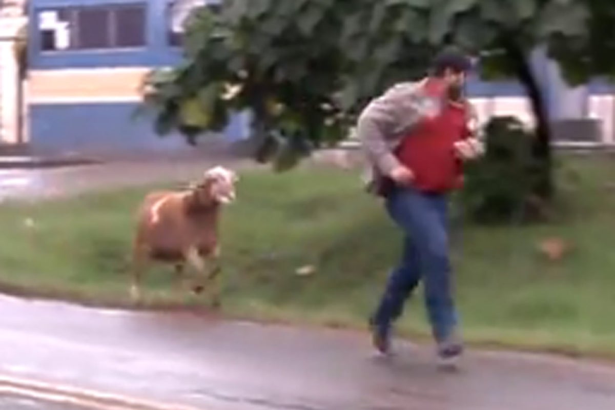 Video: Disgruntled goat becomes internet hit after going on rampage in ...