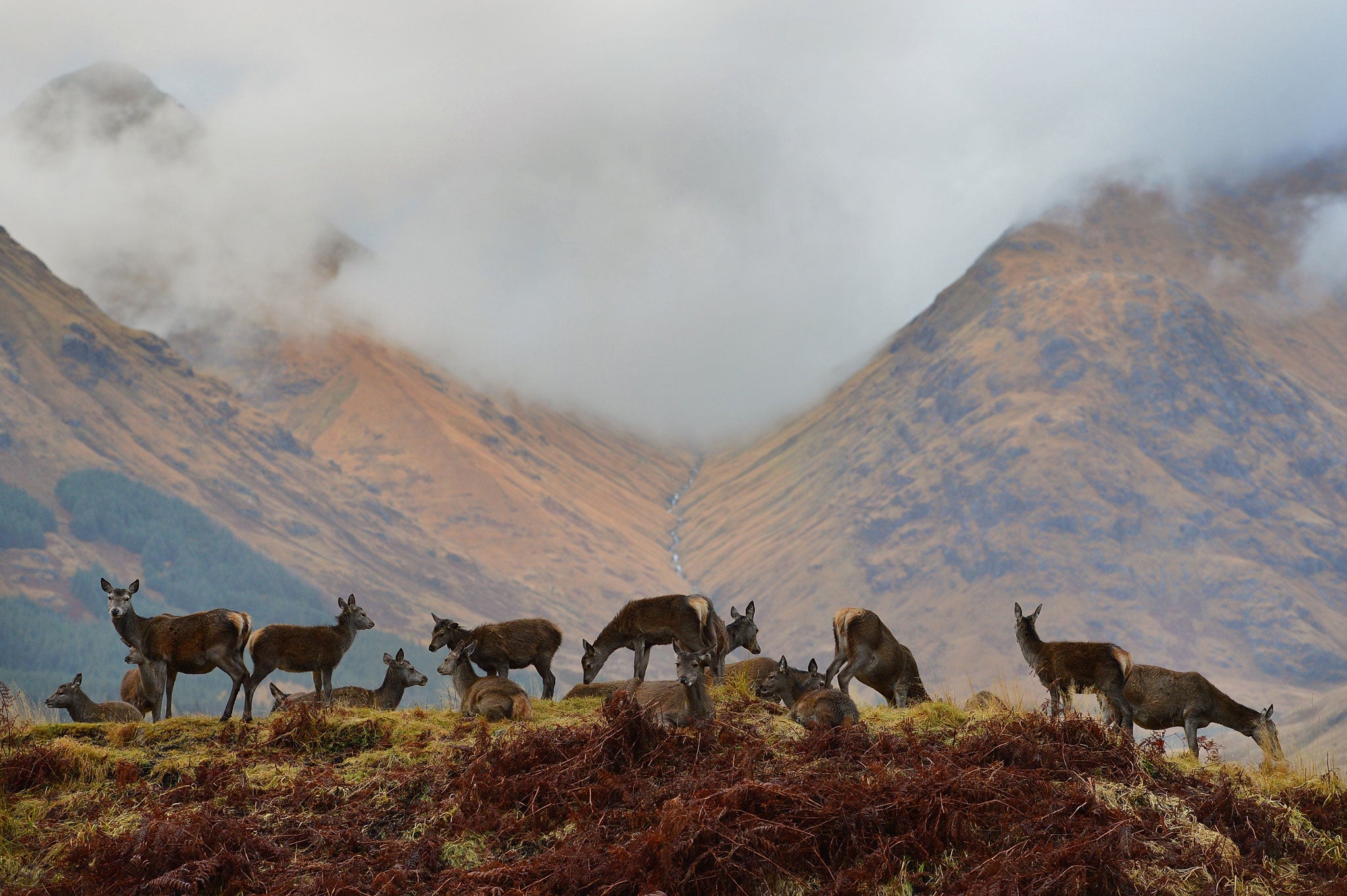 Who owns, and controls, the landscape? Red deer hinds grazing