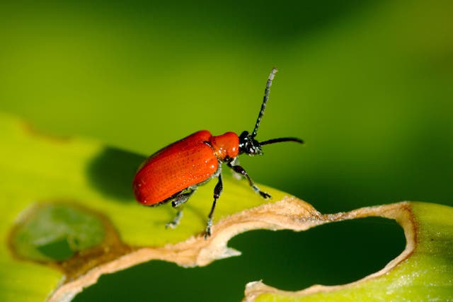 Over the course of spring and summer, a female lily beetle can lay 200-300 eggs