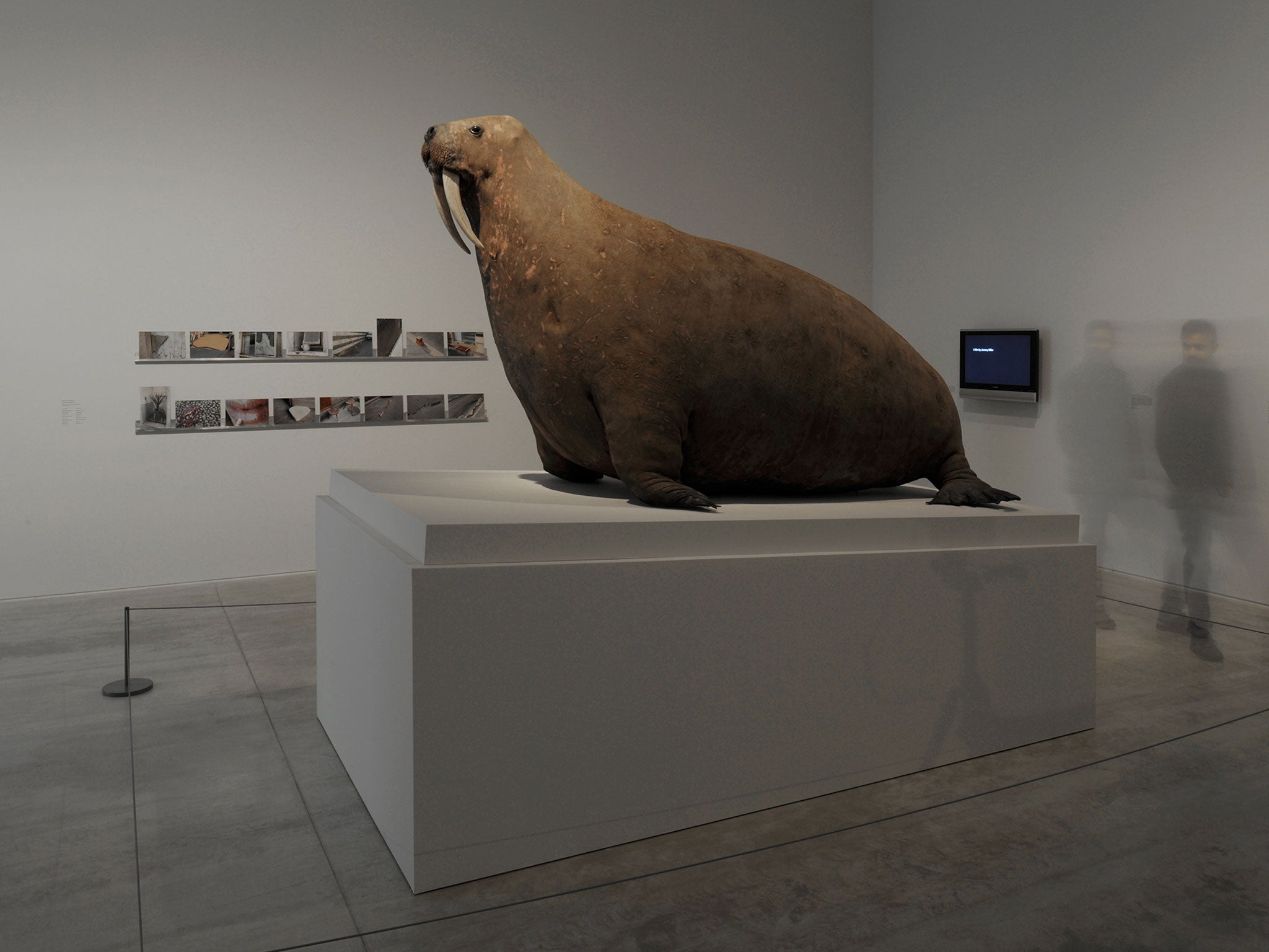 Objects such as the odd stuffed walrus, above, play off the others’ oddness