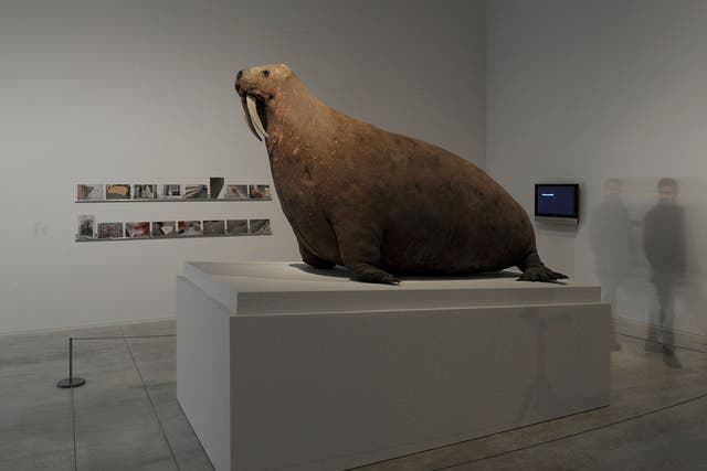 Objects such as the odd stuffed walrus, above, play off the others’ oddness