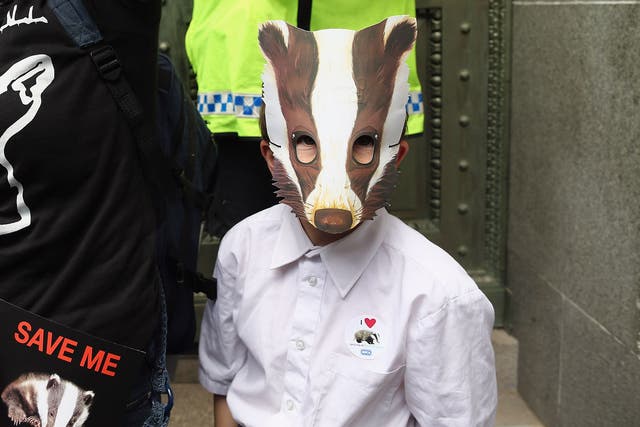 A badger supporter in London on Saturday