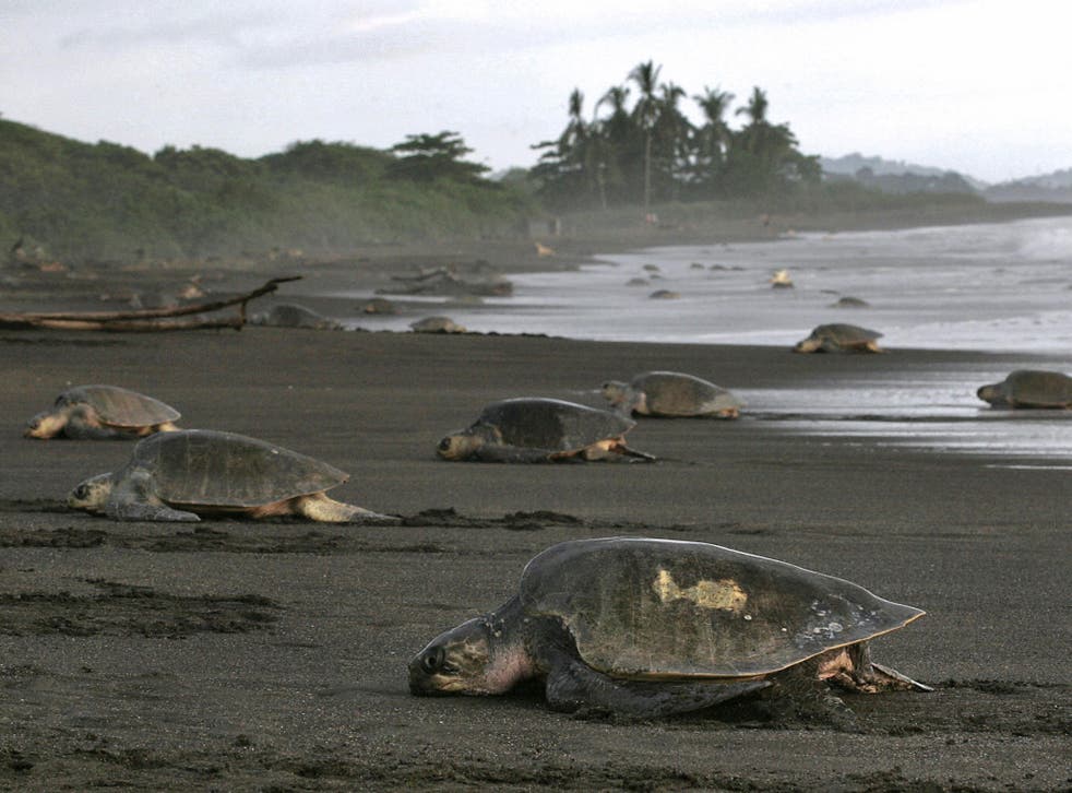 The endangered turtles of Costa Rica