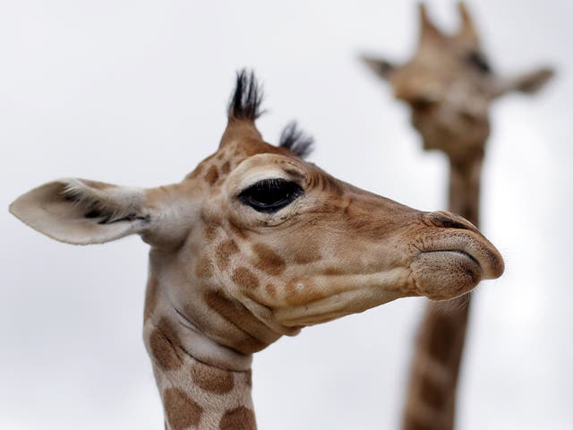 The giraffe, despite its towering size, has the same number of bones in the neck as a human: seven. Valves in the neck prevent blood rushing to the head when they bend down to drink. They live in Africa’s grasslands and woodlands.