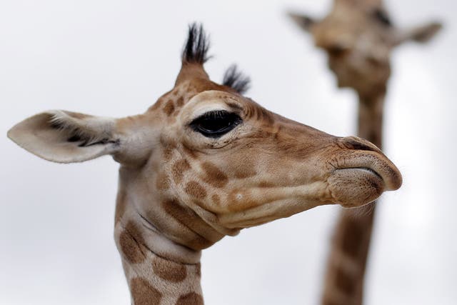 The giraffe, despite its towering size, has the same number of bones in the neck as a human: seven. Valves in the neck prevent blood rushing to the head when they bend down to drink. They live in Africa’s grasslands and woodlands.