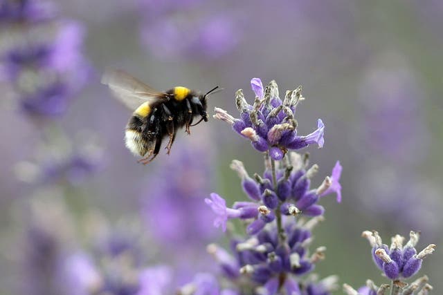 A bumblebee species that had become extinct in Britain will get a second chance when a new generation of queens is released in the south-east of England