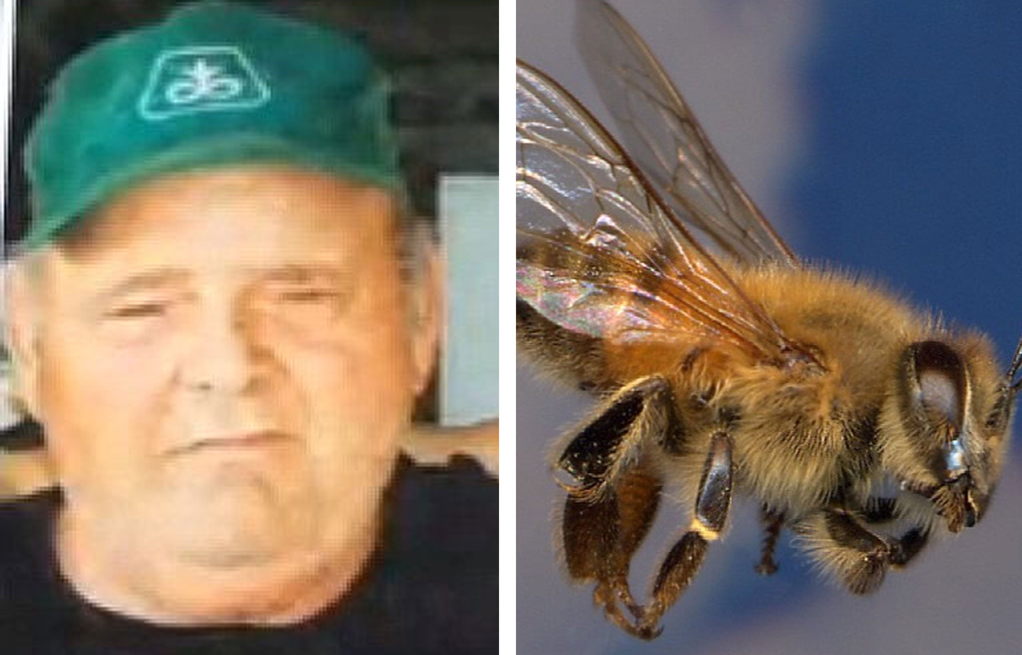 Every inch of his skin was stung Texan farmer killed by 40,000 Africanized killer bees after accidentally disturbing massive hive The Independent The Independent