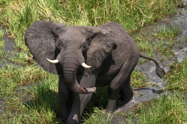 The Enough Project, the Satellite Sentinel Project and two other groups said in the report that the LRA has turned to elephant poaching