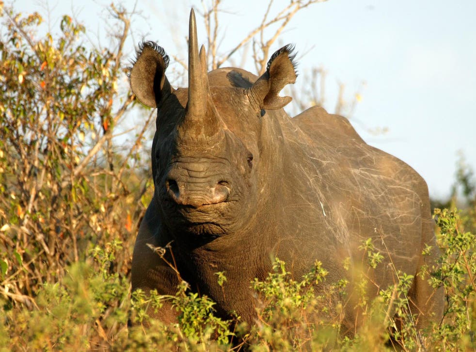 A black rhino in Kenya