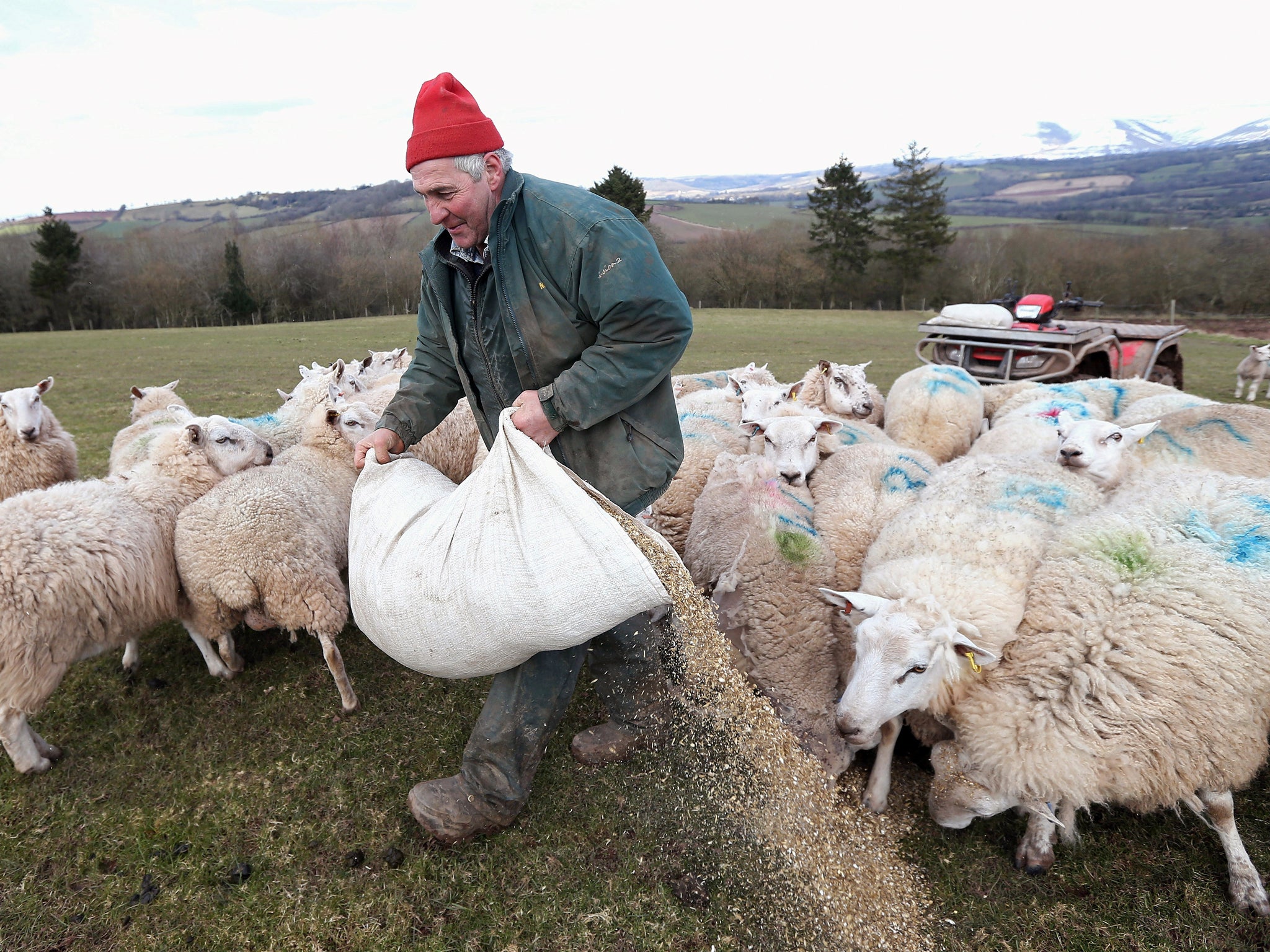 Hard work on the hills: farmer Dai Brute feeds sheep in Brecon, Wales