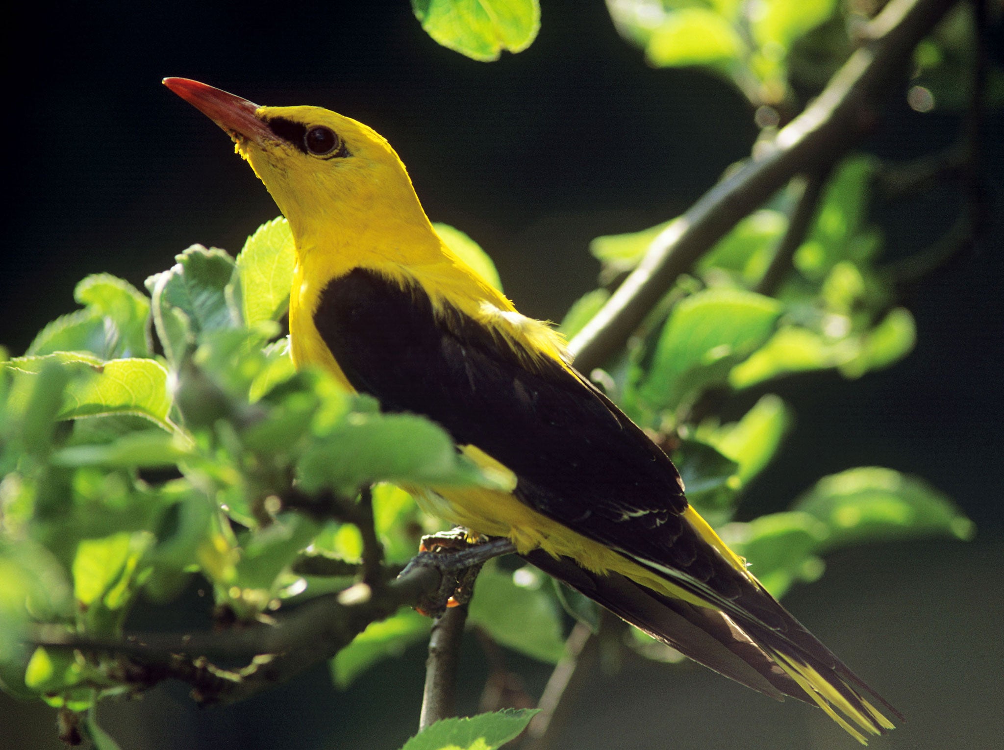 ARJNH6 Oriolus oriolus Golden oriole male sitting on a twig