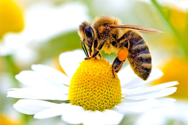 A bee can absorb pesticides from plants and carry the poison back to its hive