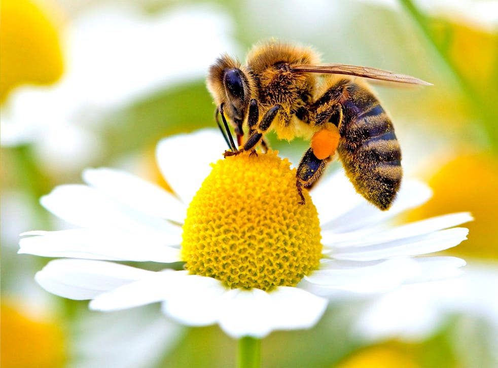 A bee can absorb pesticides from plants and carry the poison back to its hive