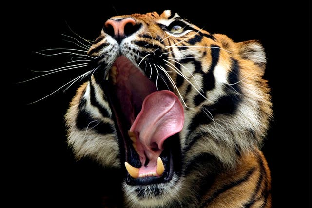 Mystery in peril: a Sumatran tiger