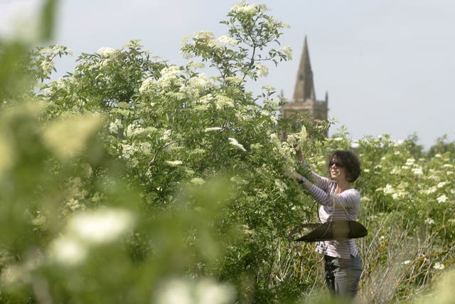 Bloom time: harvesting elderflowers to make Belvoir cordial at the company's farm in Lincolnshire