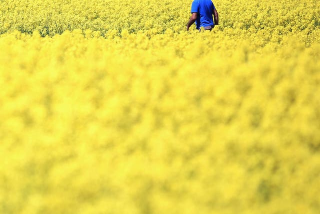 A lovely summer scene unless you suffer from hayfever: rapeseed blooms in a field near the village of Brewood in South Staffordshire