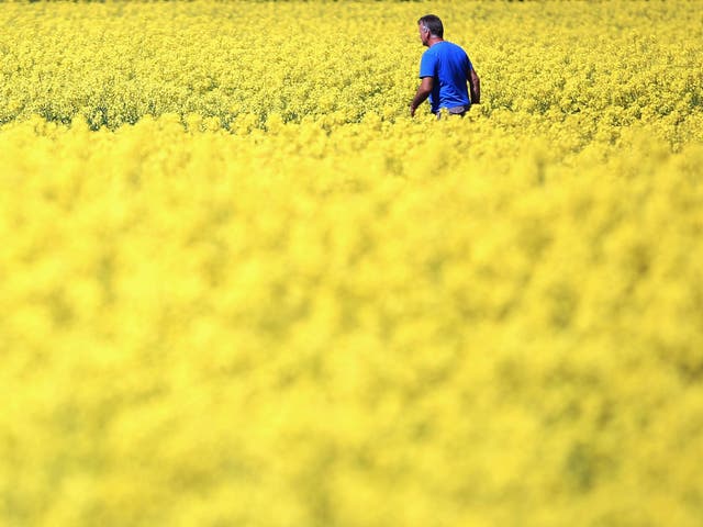 <p>The weed pollen count is expected to be 'very high' in parts of the UK</p>