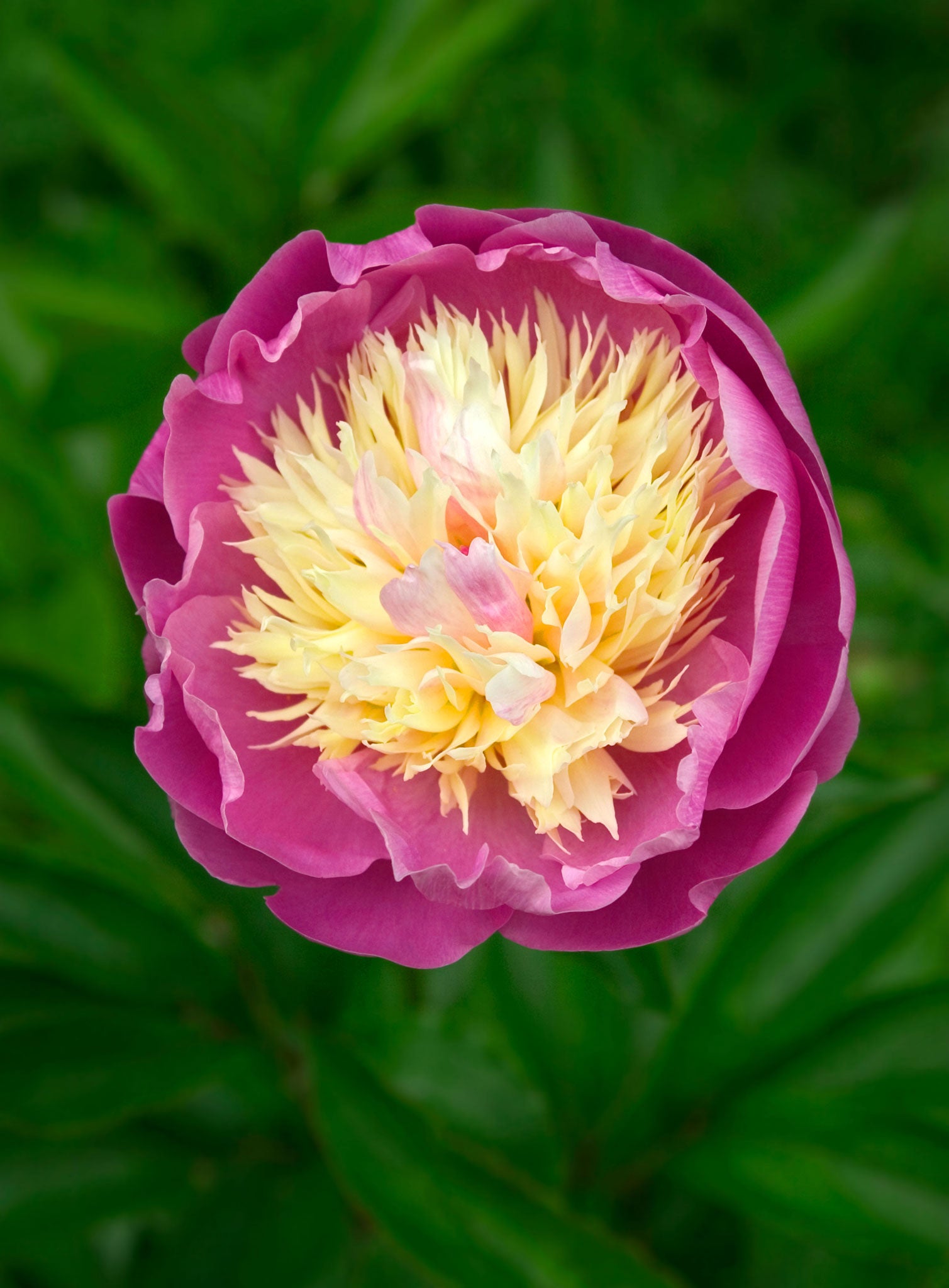 A 'peachy and perfectly arranged' peony 'Bowl of Beauty'