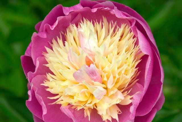 A 'peachy and perfectly arranged' peony 'Bowl of Beauty'