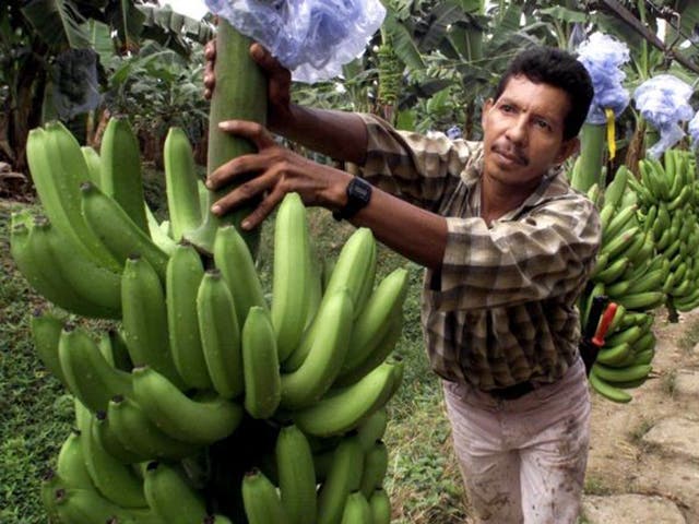 A worker at a banana plantation in Santa Marta, Colombia