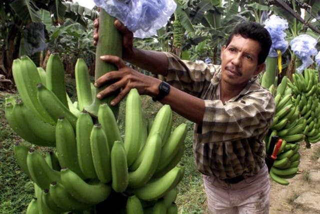 Britain's most popular banana is in danger of being wiped out