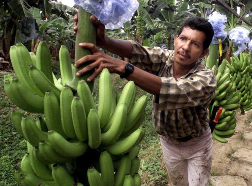 Britain's most popular banana is in danger of being wiped out