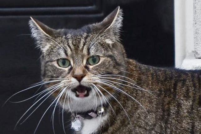 The Osbornes’ cat Freya on the prowl in Downing Street