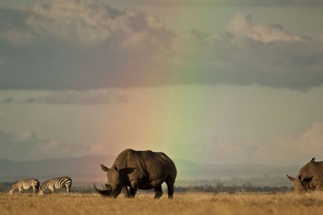 Rhinos are still under threat from poachers
