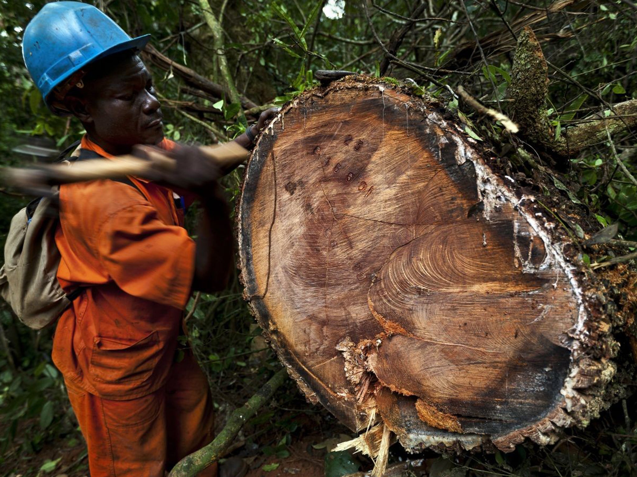 The world's timber trade has been touted as one of the investments of the future and attracted £4bn-worth of funds in the UK alone – but similar promotions have ended in disaster
