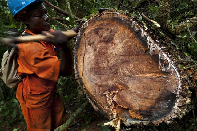 The world's timber trade has been touted as one of the investments of the future and attracted £4bn-worth of funds in the UK alone – but similar promotions have ended in disaster