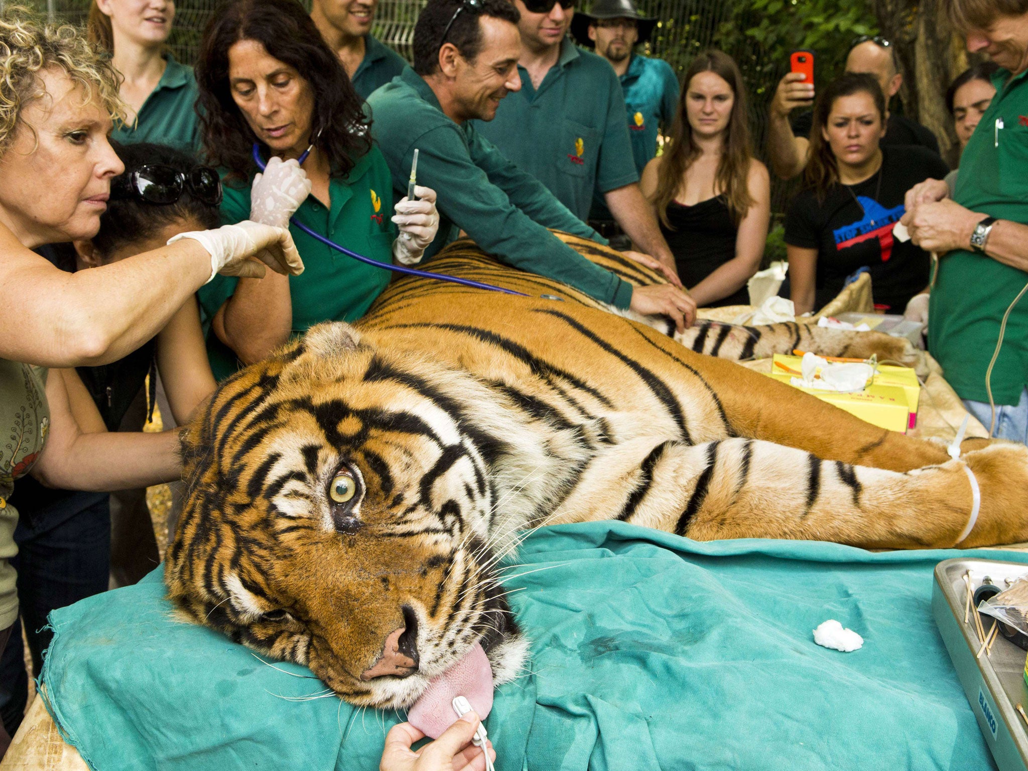 Pedang, a male Sumatran tiger, who is 14-years old and suffering from chronic ear infections, is given acupuncture treatment at the Ramat Gan Safari, an open-air zoo near Tel Aviv