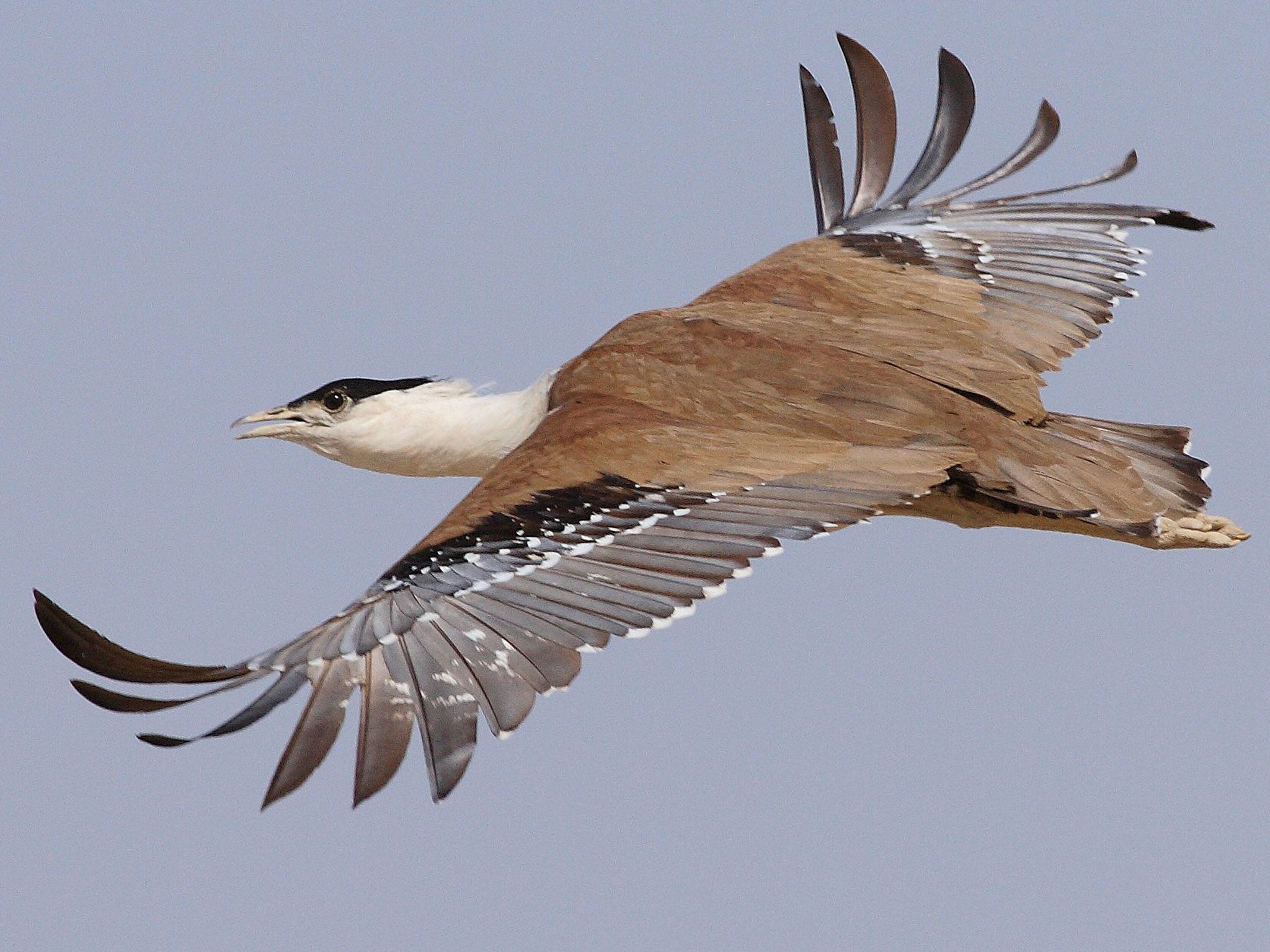 Conservationists hope to save the Great Indian Bustard from extinction