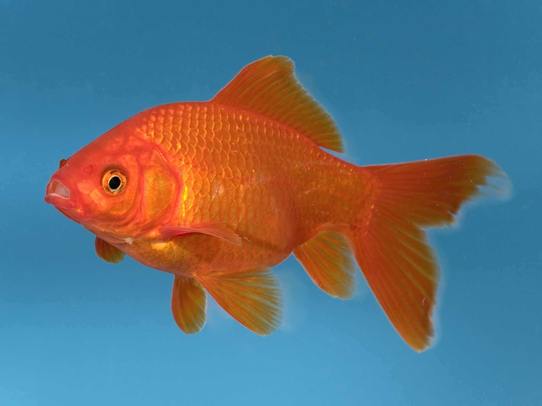 Man Splashes Out 300 On Vet Bill For Beloved Office Goldfish Suffering 