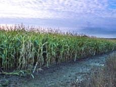 EU regulations on GM crops prevent Britain's agricultural progress