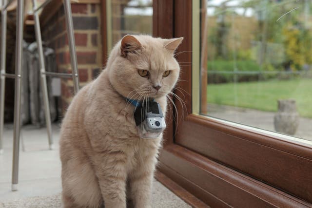 Rosie wearing a cat-cam for Horizon's 'The Secret Life of Cats'
