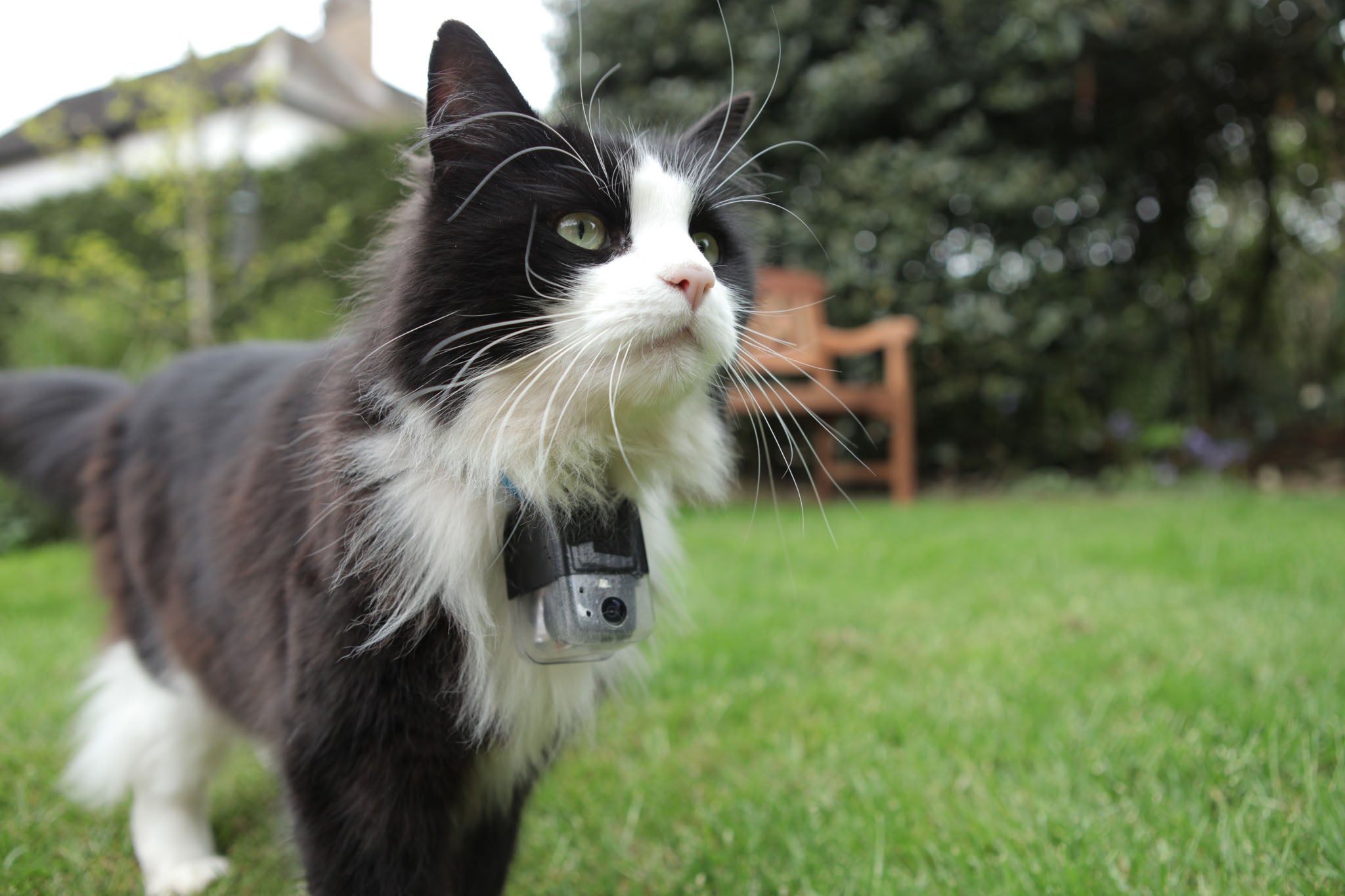 Thomas roaming in his garden with a cat-cam