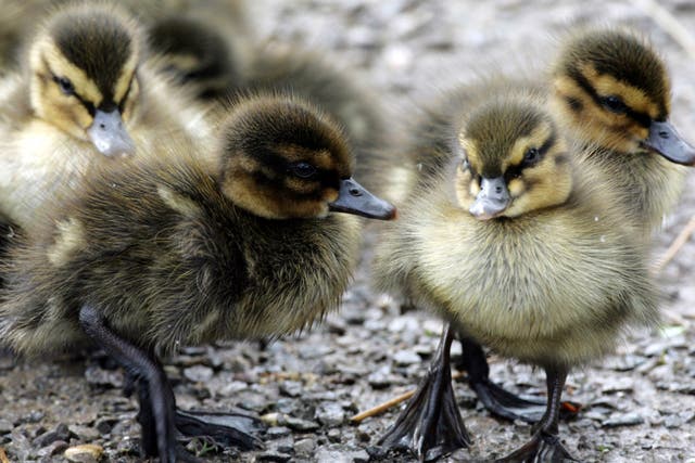 Three ducklings are alleged to have died in the incident