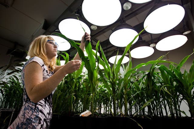 GM giant Monsanto experiments with worm-resistant corn