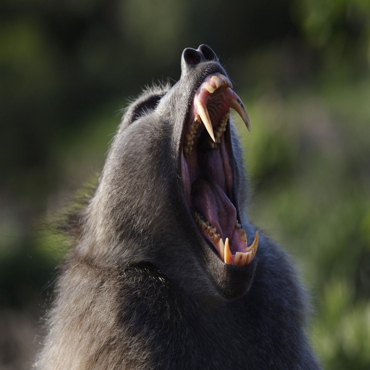 mandrill baboon attack