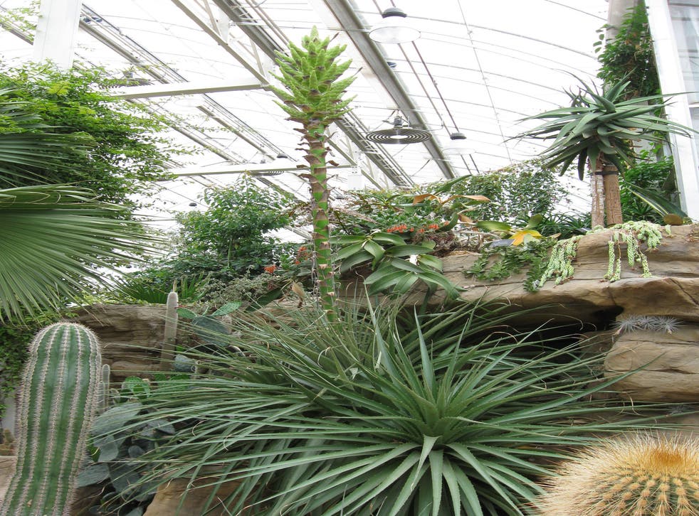 Puya chilensis, a huge Chilean carnivorous plant, is about to bloom