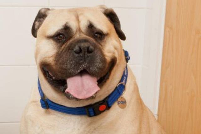 Mizzy the Bull Mastiff has joined the PDSA Fit Club to help him lose weight. The PDSA unveiled some of the most obese animals in the UK as it reveals the overweight pets taking part in its annual pet slimming competition who are collectively carrying around 30 stone in excess weight - equivalent to three middleweight boxers or over 200 bags of sugar. PRESS ASSOCIATION Photo. Picture date: Thursday June 6, 2013. Photo credit should read: