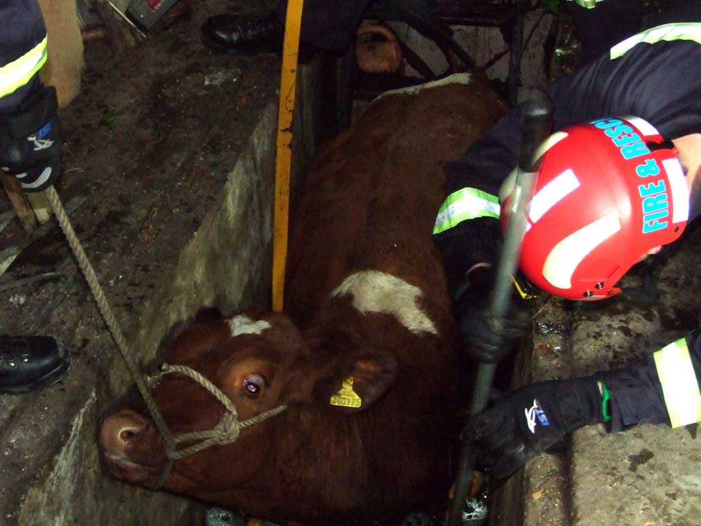 The cow managed to climb on to the roof of a garage before falling through and becoming wedged in a car inspection pit