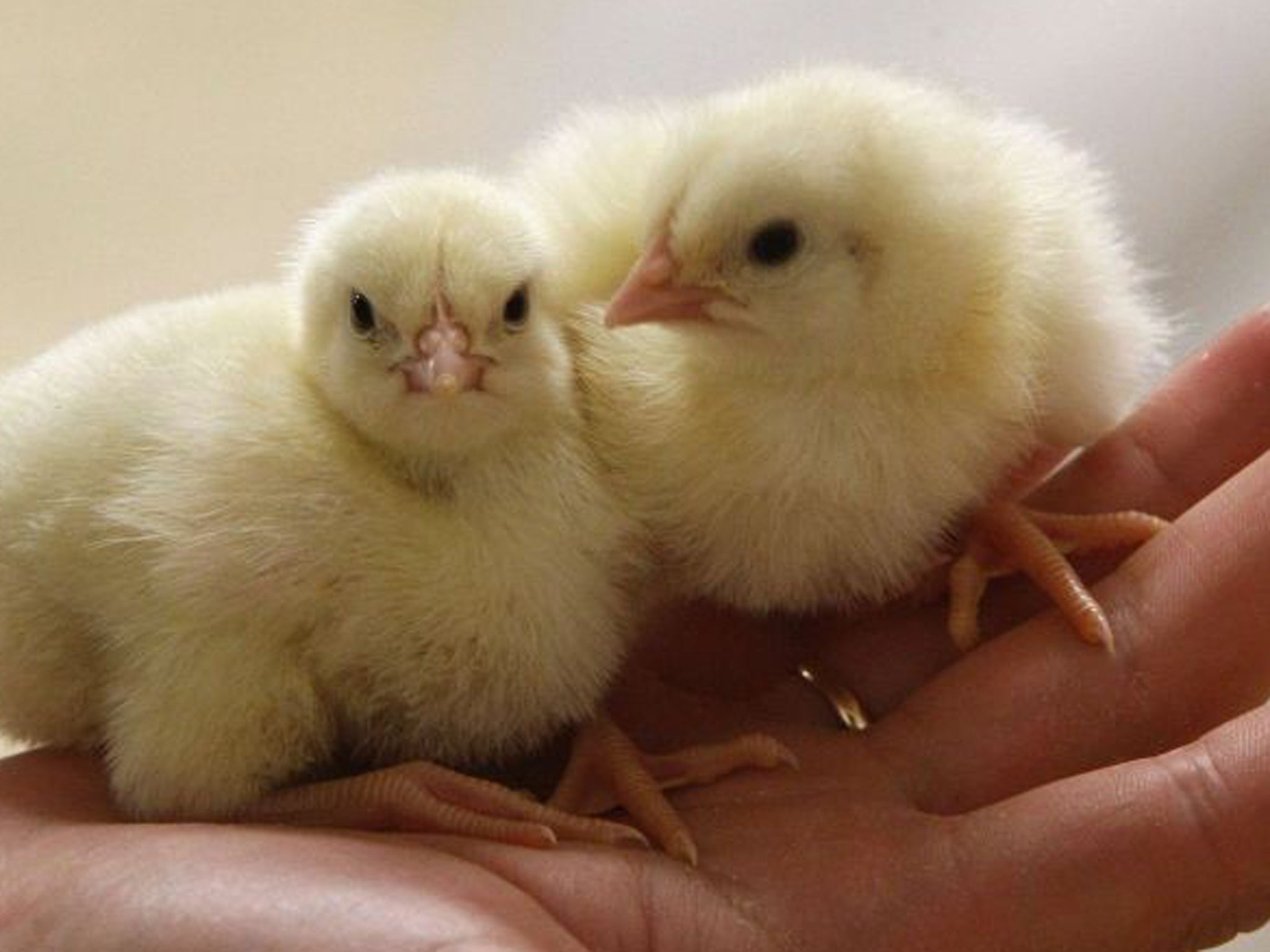 Newly-hatched chickens are capable of skills that it can take human babies months or even years to master