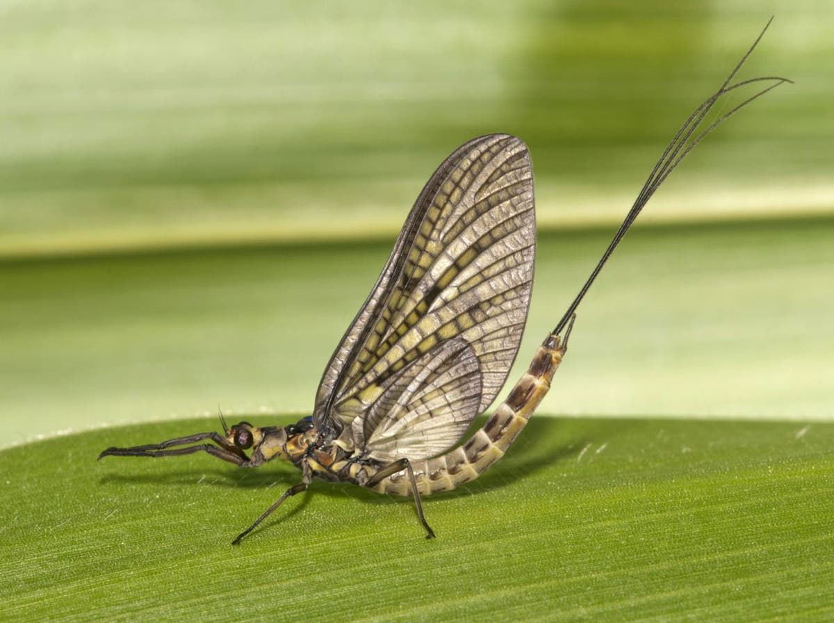 Nature Studies Mayflies offer gripping scenes of mass birth, mass sex