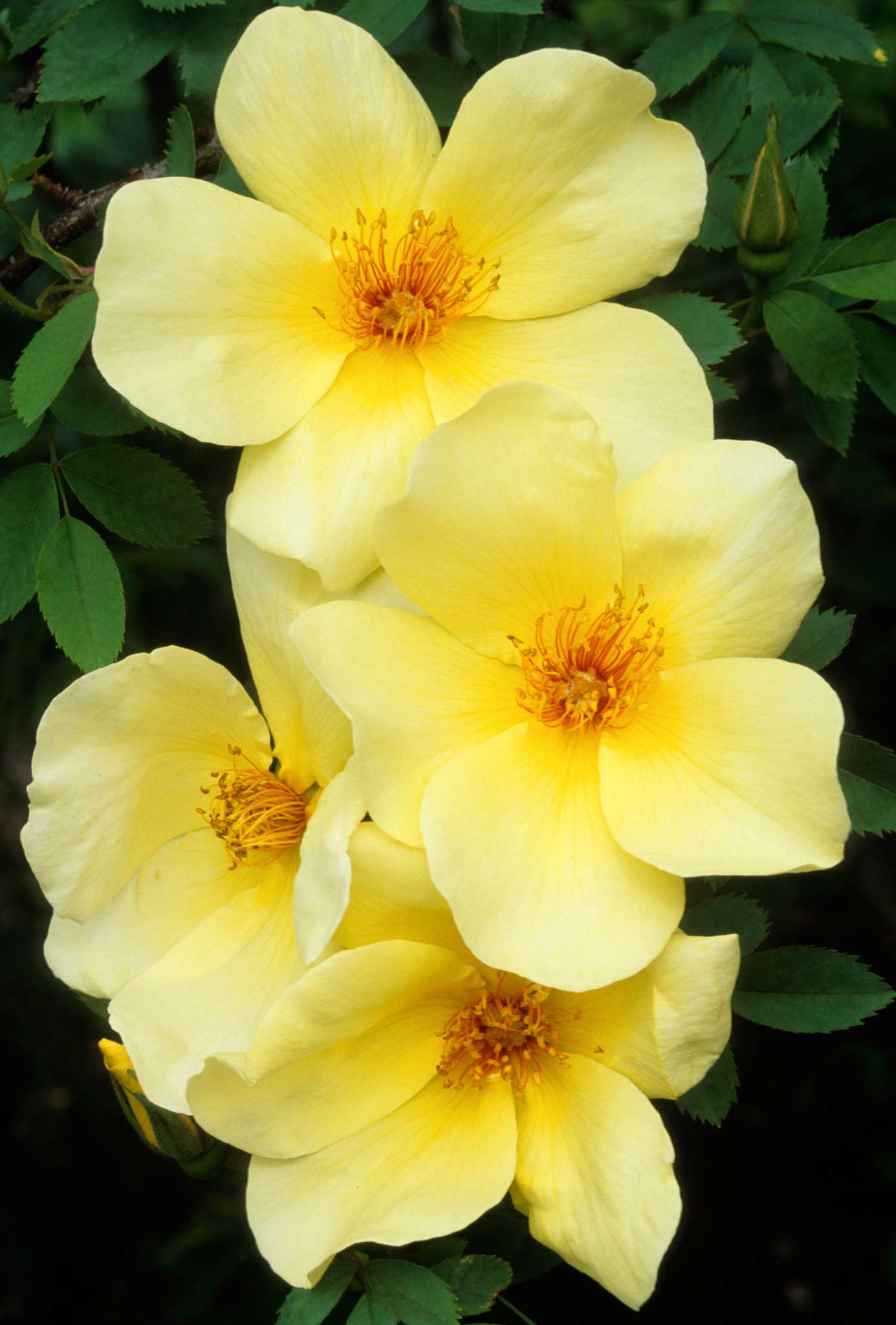 The shrub rose 'Frühlingsgold'