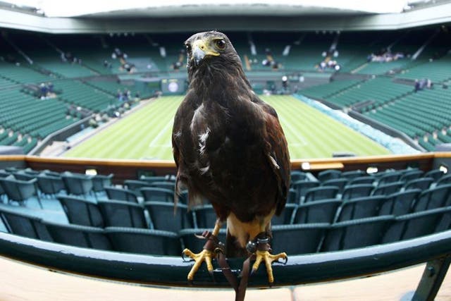Rufus, a Harris Hawk used at the Wimbledon Tennis Championships to scare away pigeons, sits on a railing on Centre Court