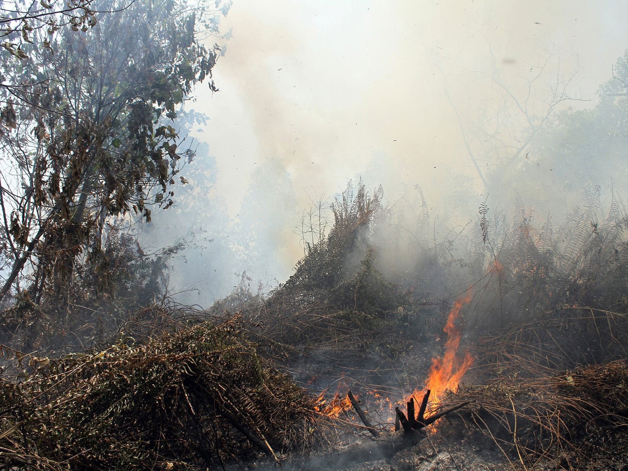 The Indonesian President has apologised for the record-setting pollution caused by forest fires in his country