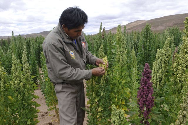 A quinoa field south of La Paz, where it is called chisaya mama – the mother of all grains